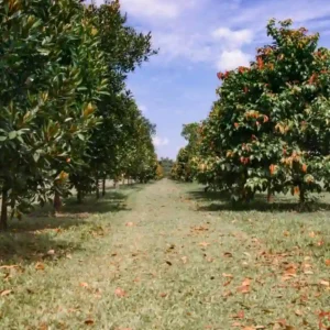 Canalización Espiritual de Áreas Verdes